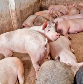 Nicaragua: Brindan taller sobre cuidado porcino a productores